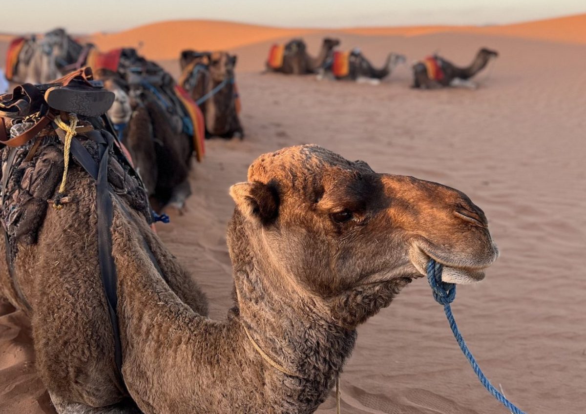 Sahara stargazing tour on a clear desert night in the Moroccan Sahara Desert near Merzouga.
